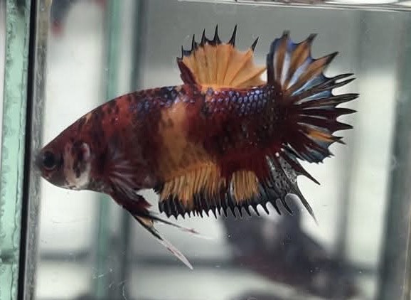 betta1170