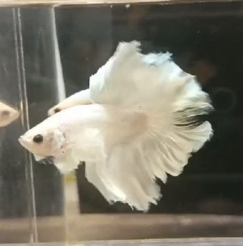 betta1176