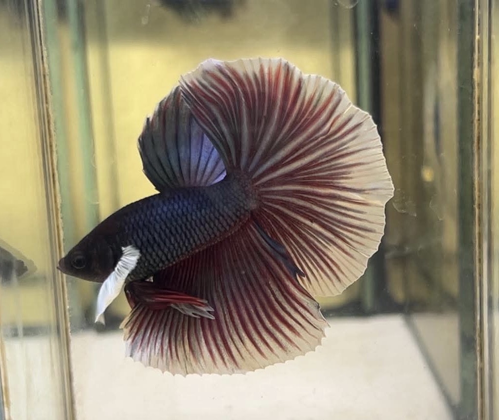 betta1180
