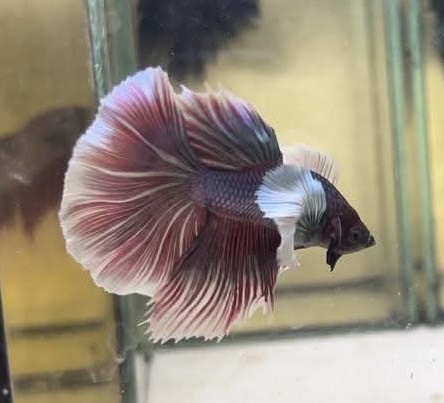 betta1181