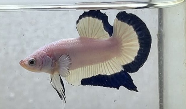 betta1185