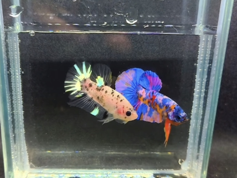 betta1190