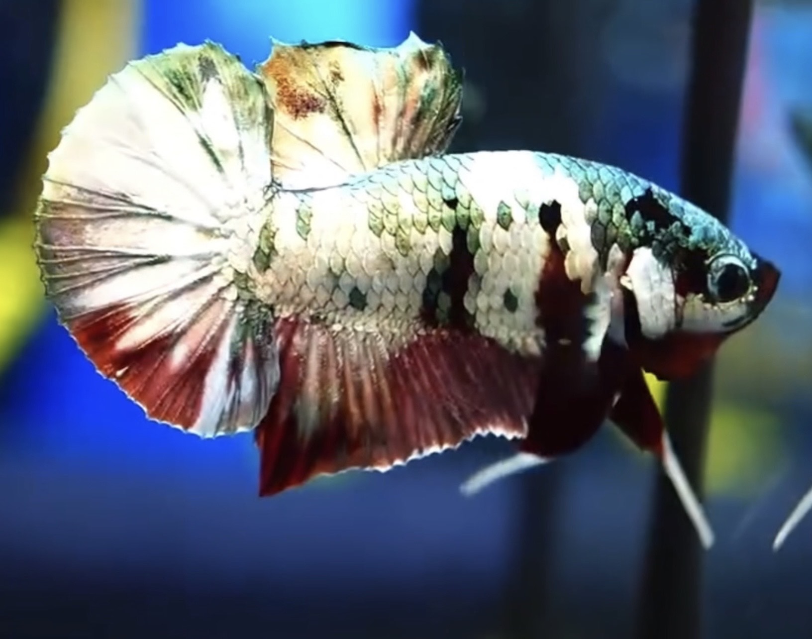 betta1191