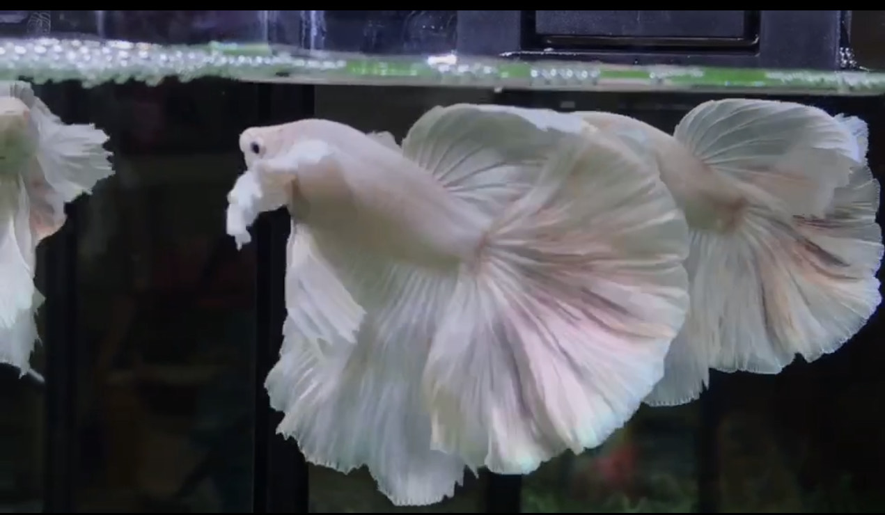 betta1195