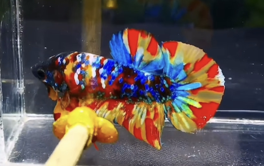 betta1198