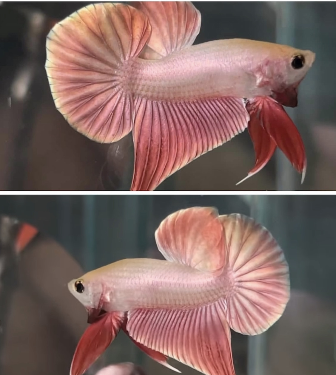 betta1197
