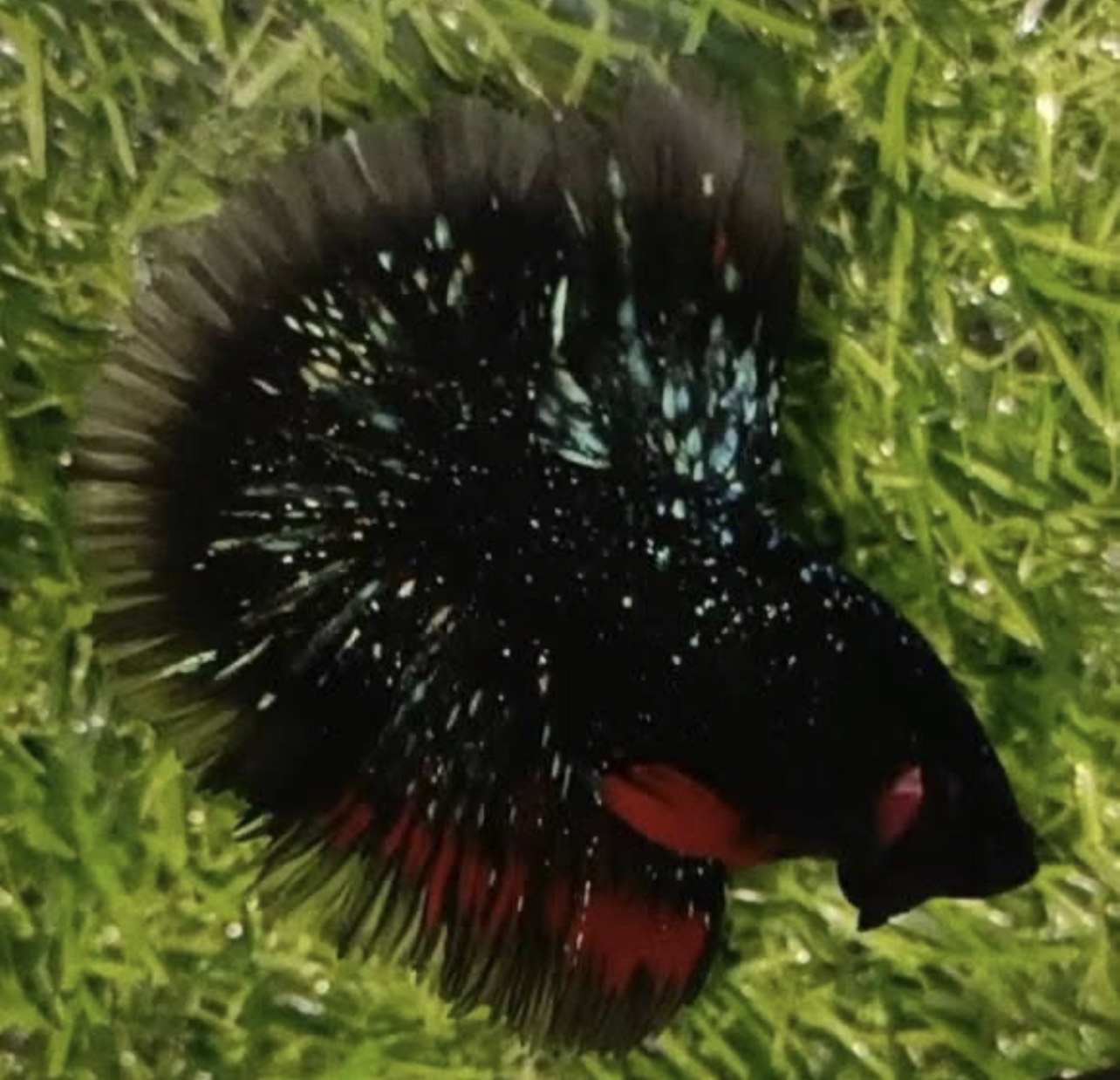 betta1199