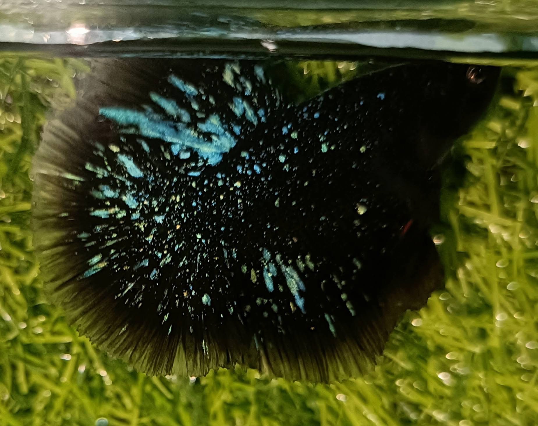 betta1207