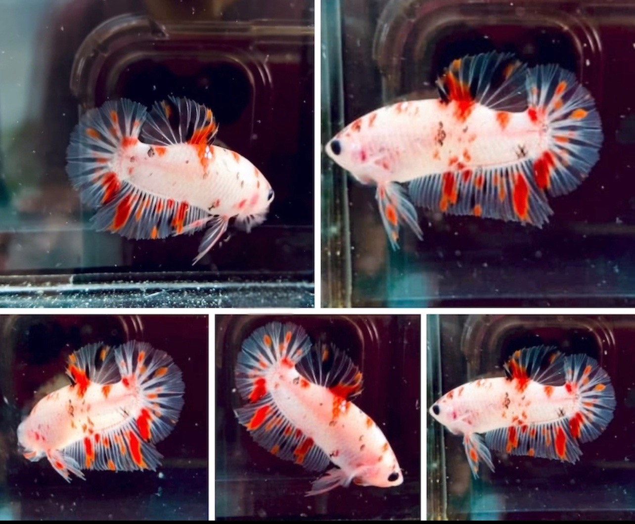 betta1215