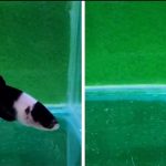 betta1229