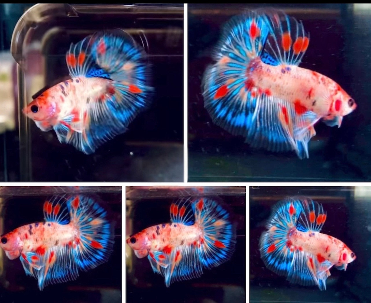 betta1218