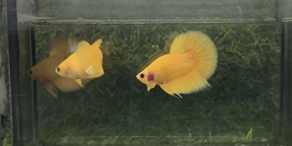 betta1213