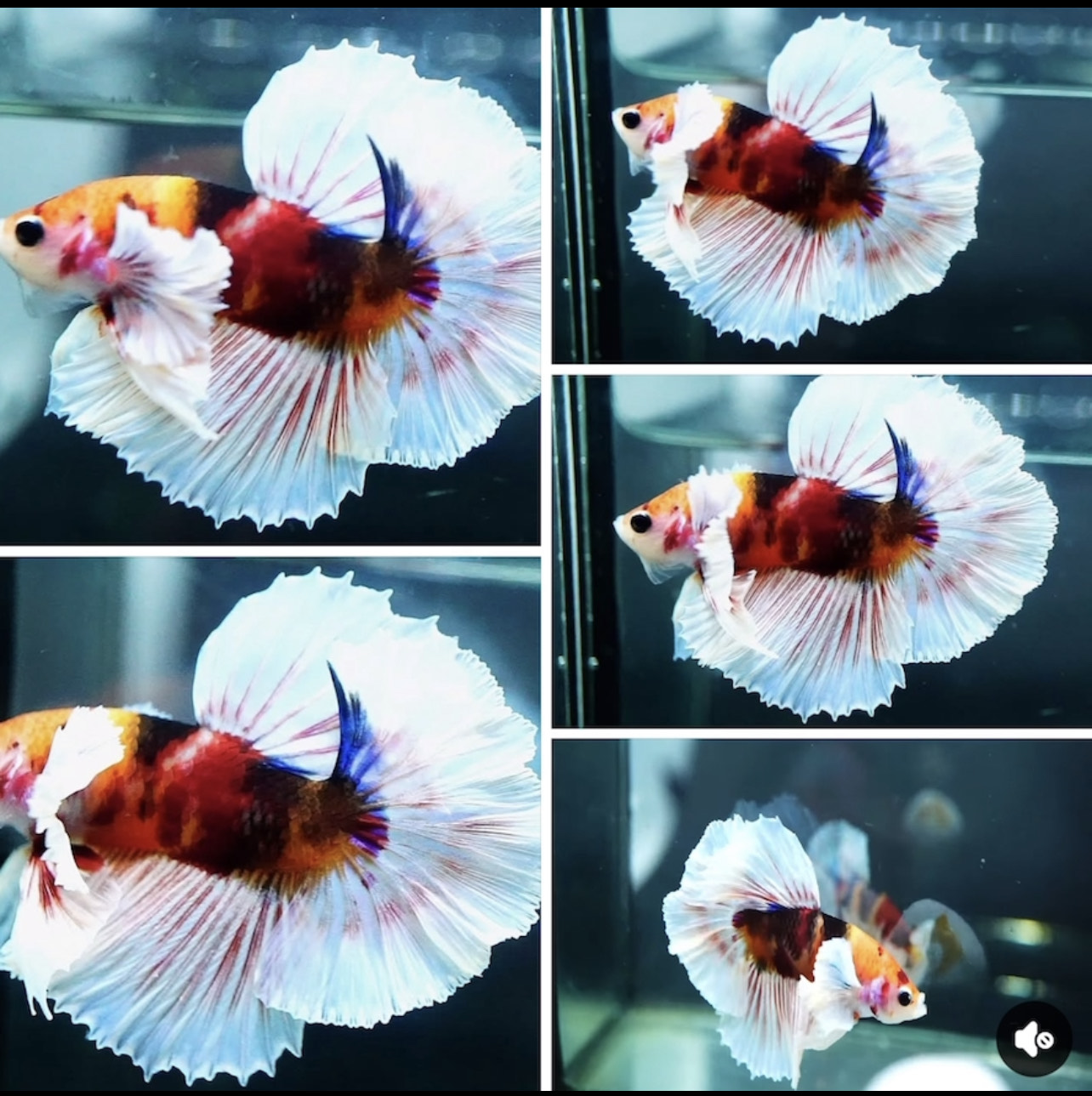 betta1201