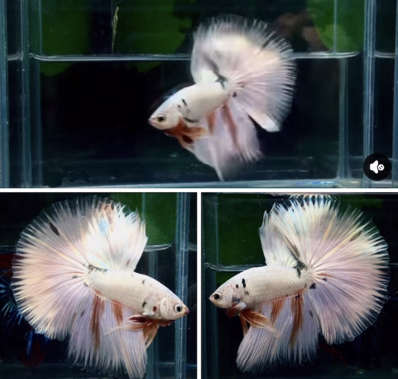 betta1211
