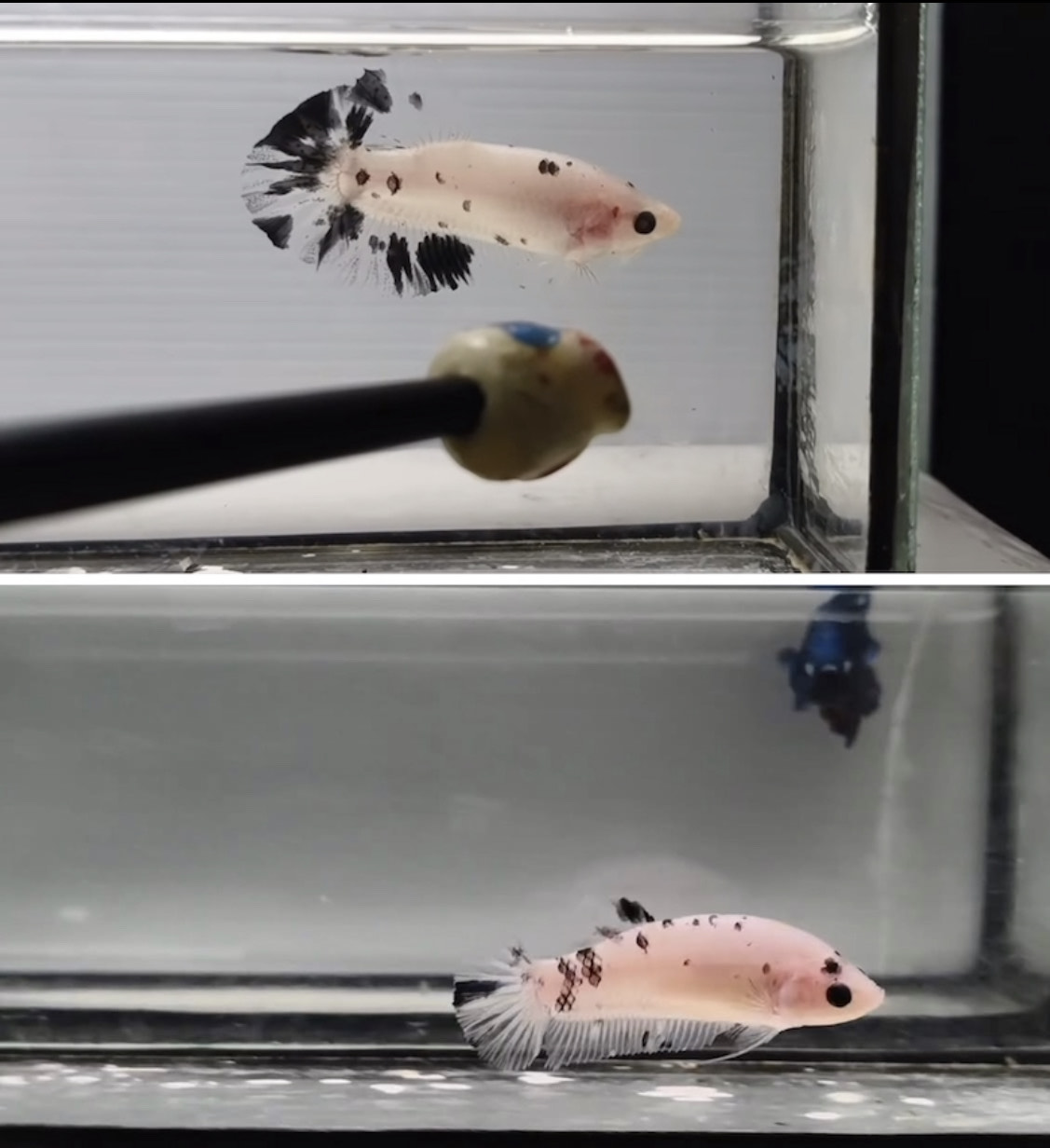 betta1204