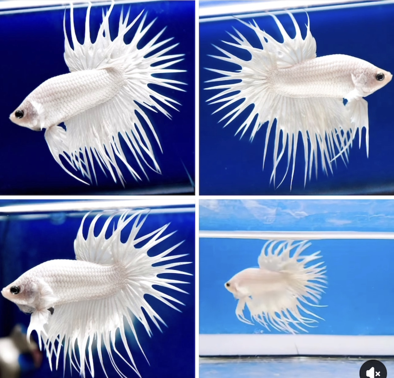 betta1212