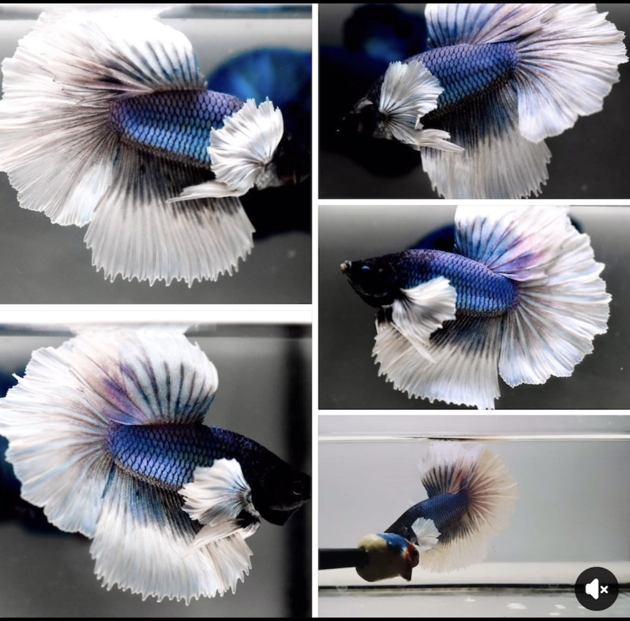 betta1214