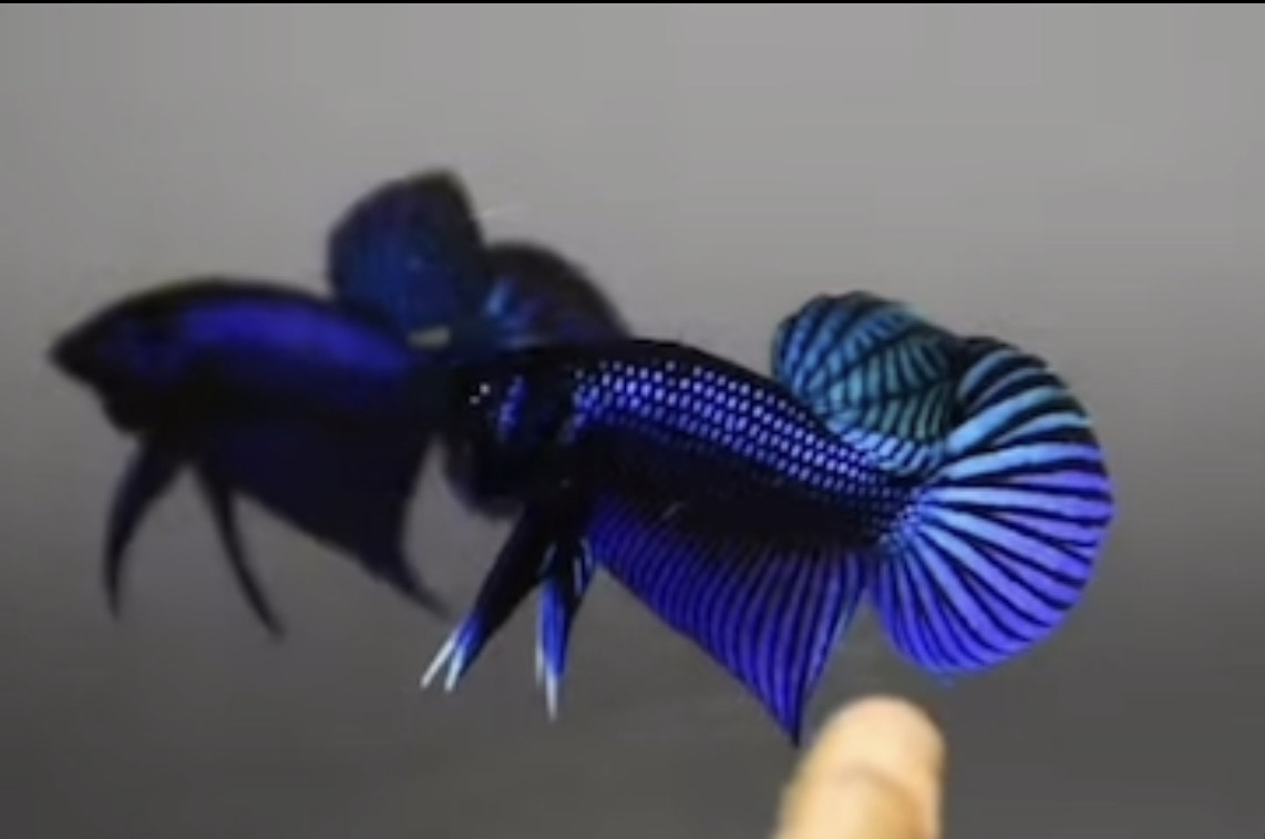 betta1208
