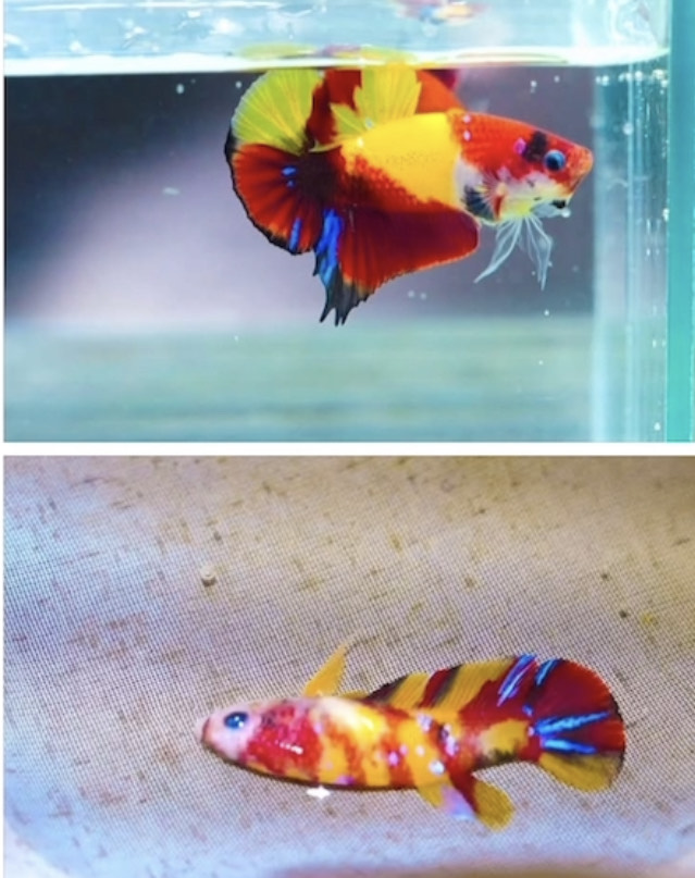 betta1203