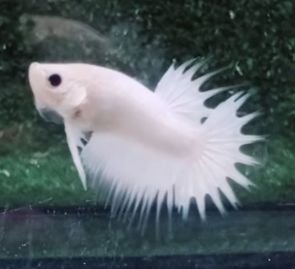 betta1206