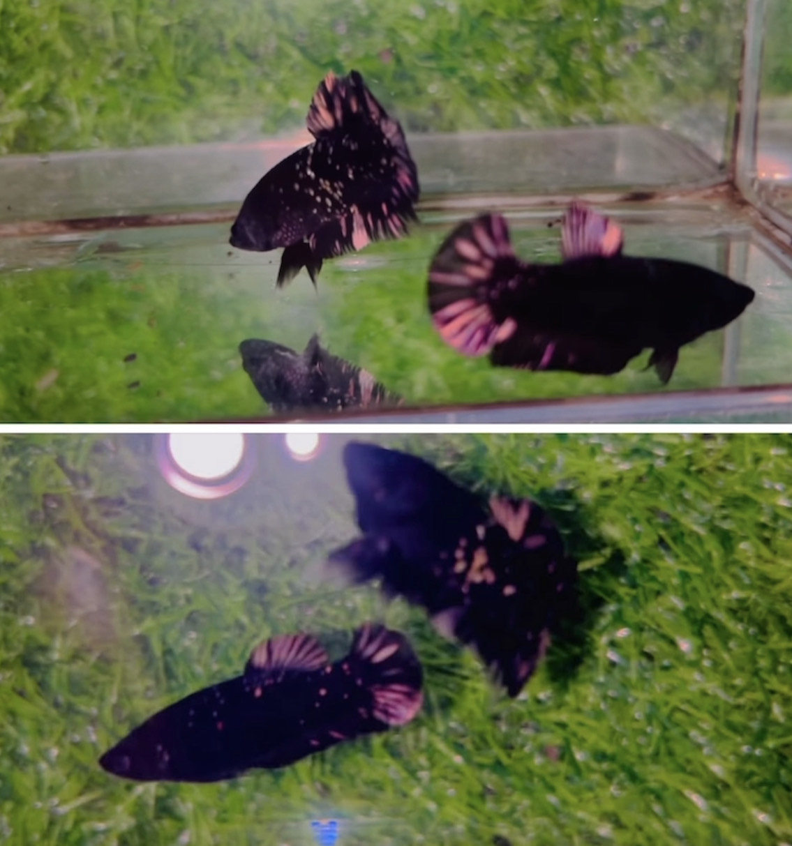 betta1205