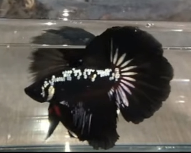 betta1202