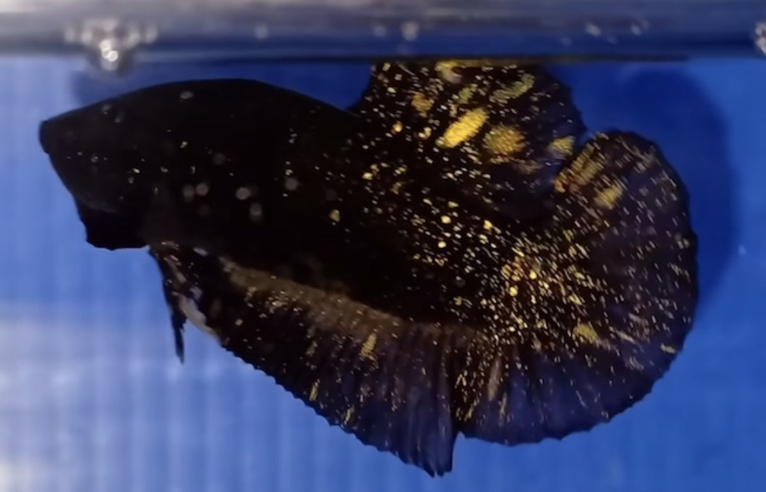 betta1216