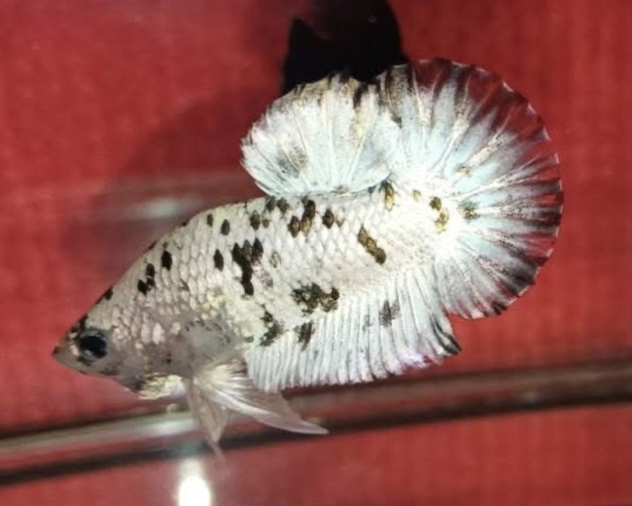 betta1217