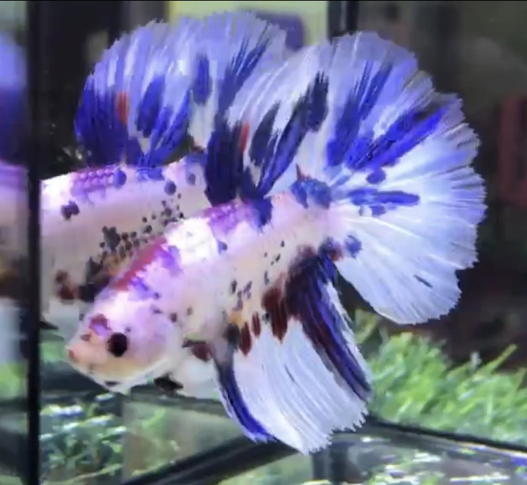 betta1219