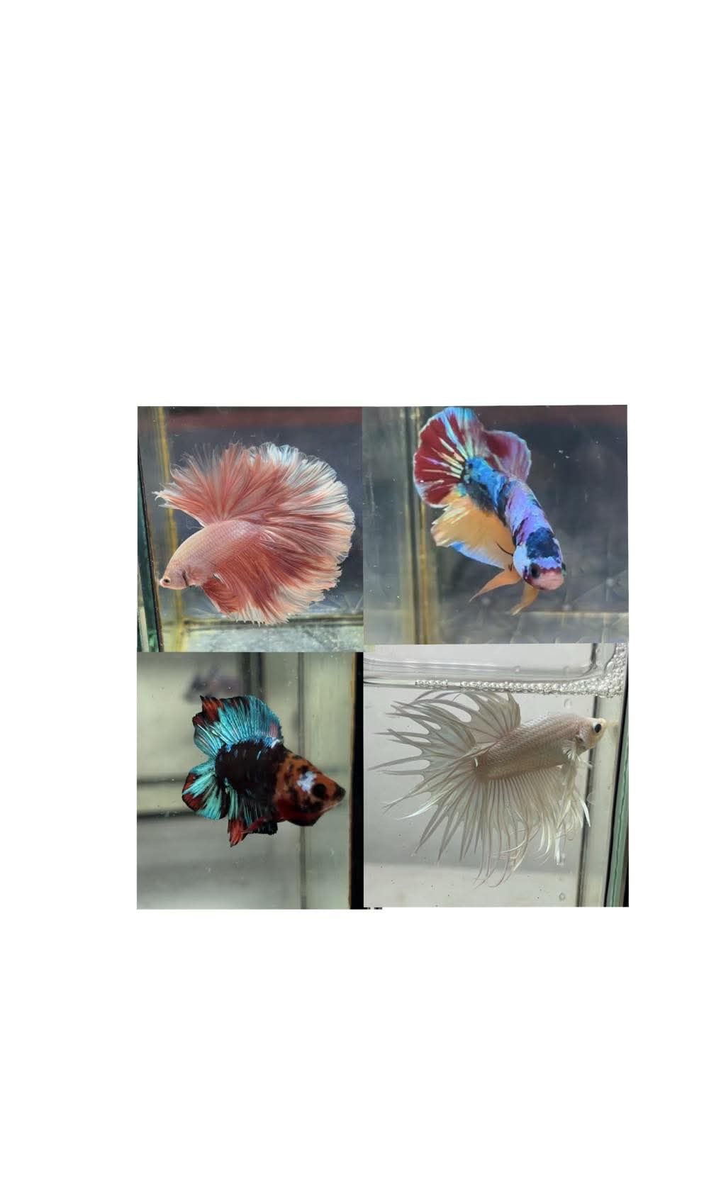 betta1223