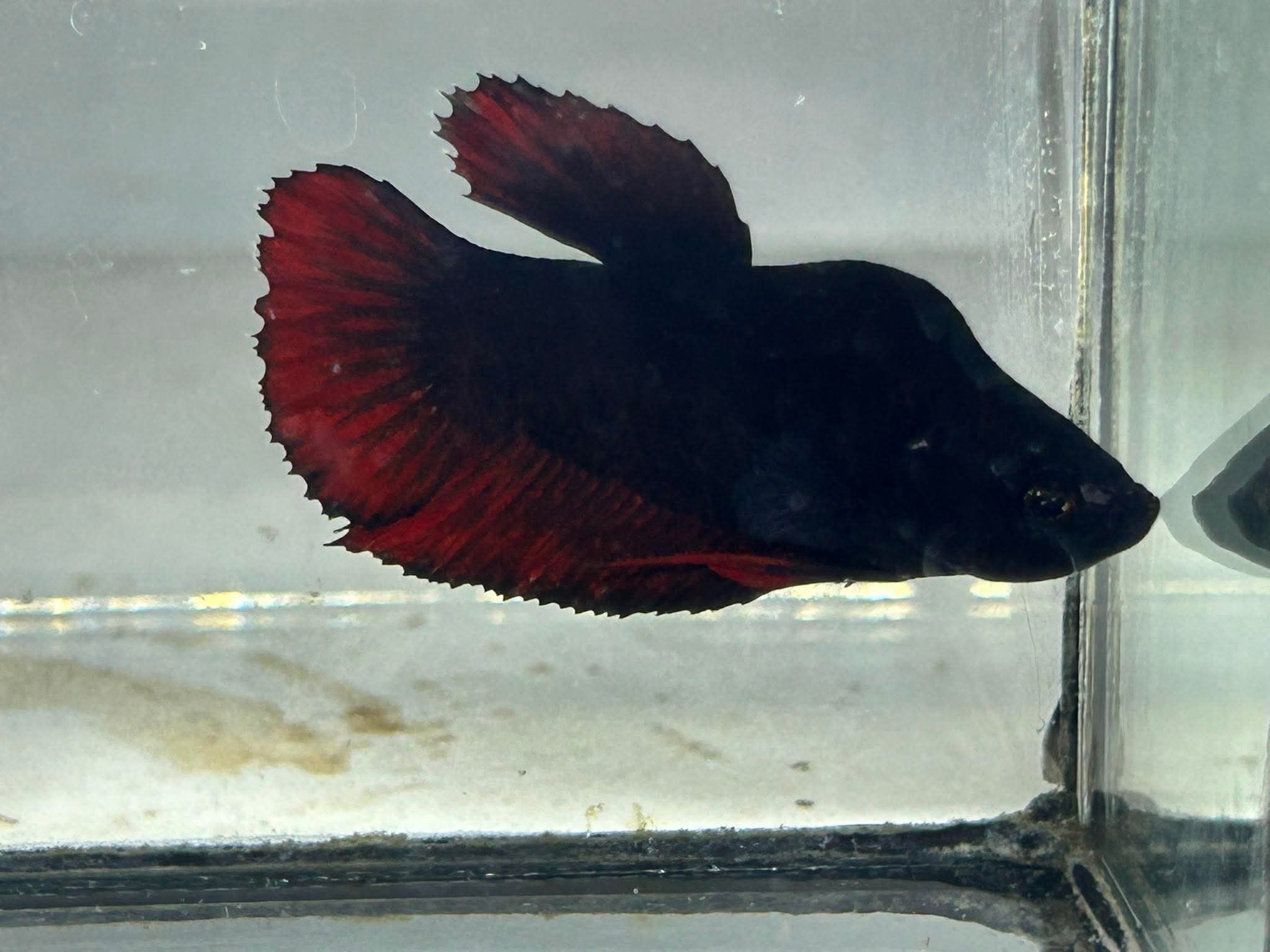 betta1220
