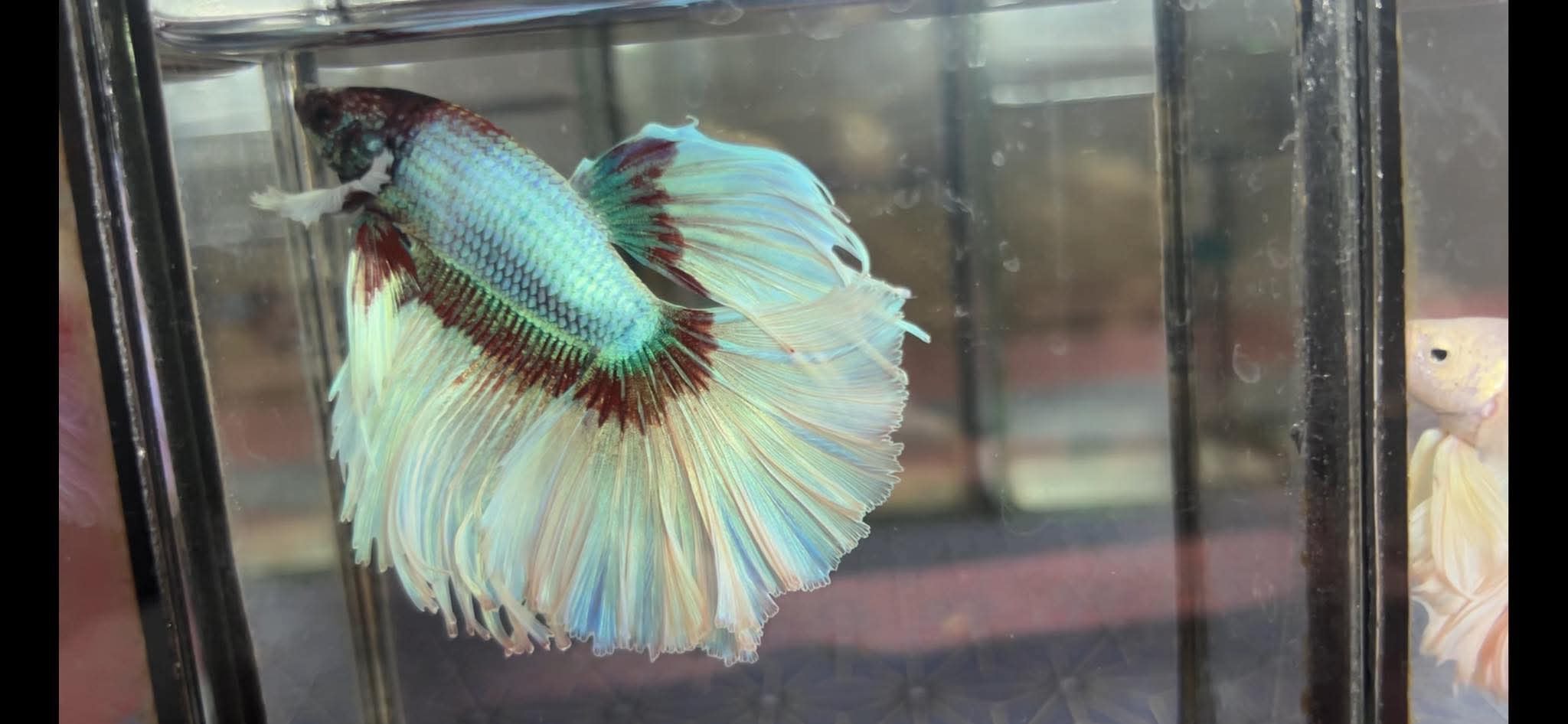 betta1221