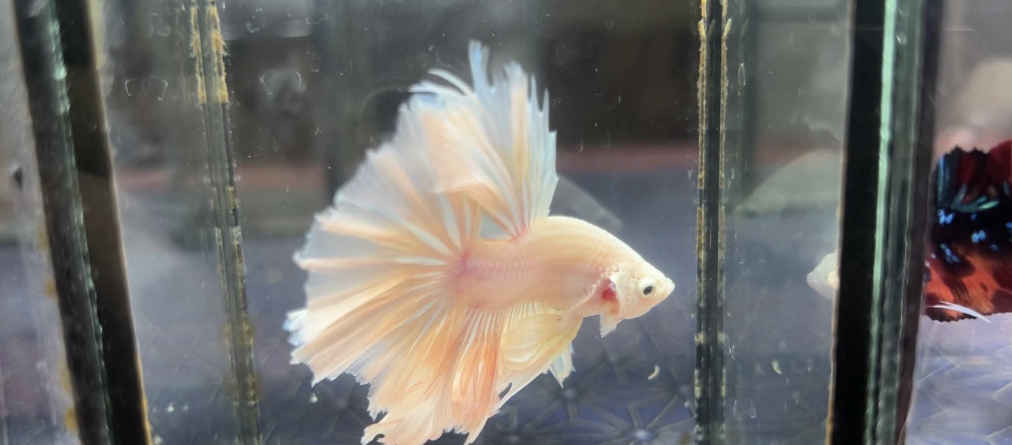 betta1222