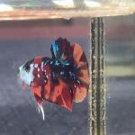 betta1227
