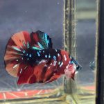 betta1227