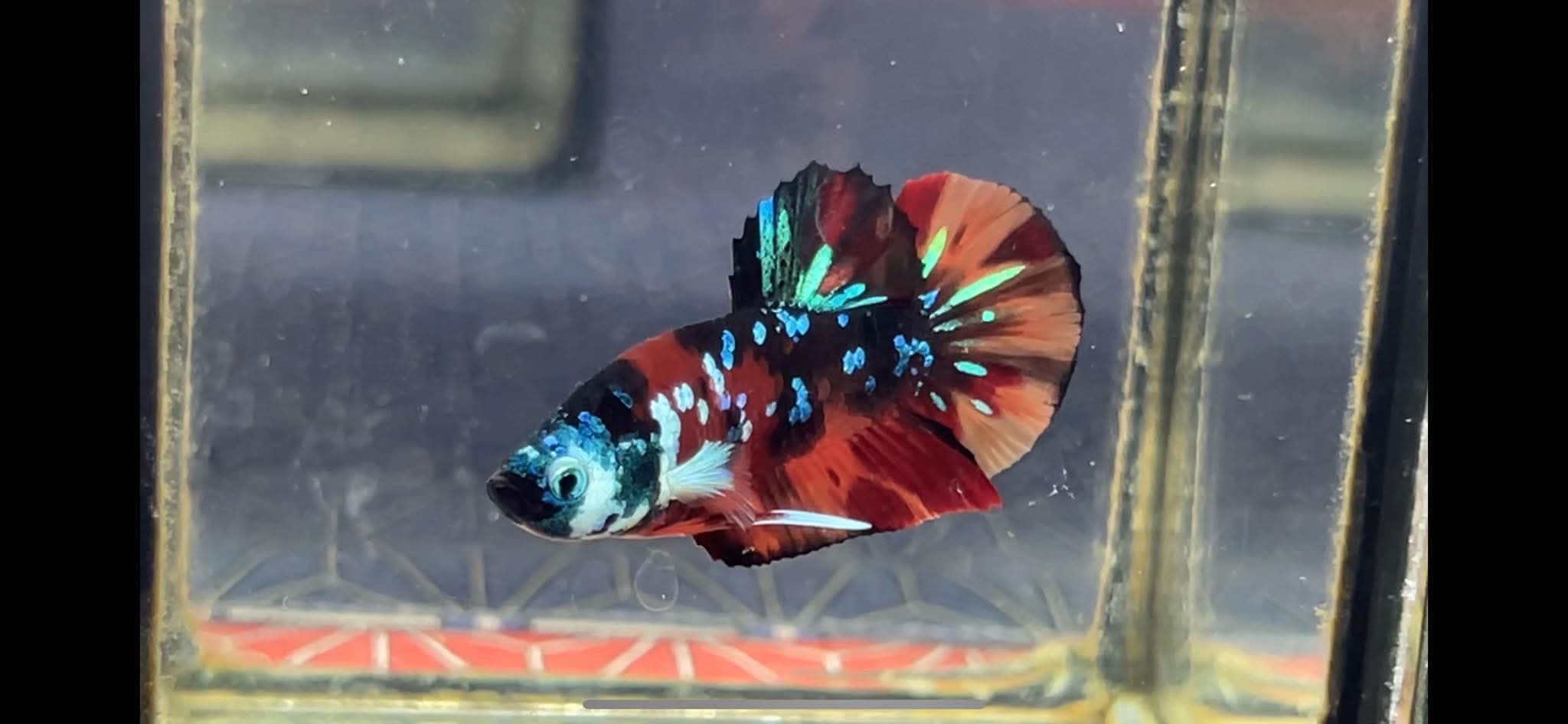 betta1227