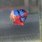 betta1228