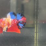 betta1228