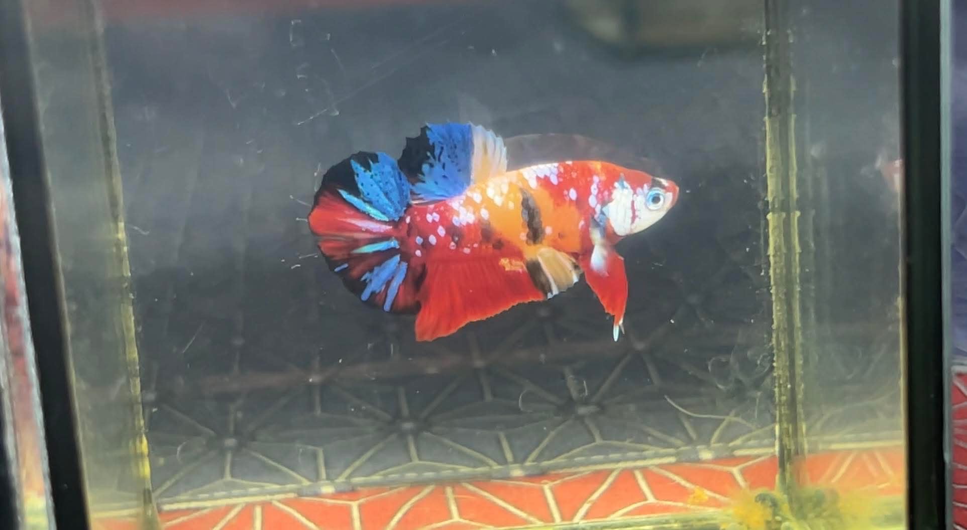 betta1228