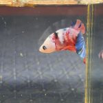 betta1226