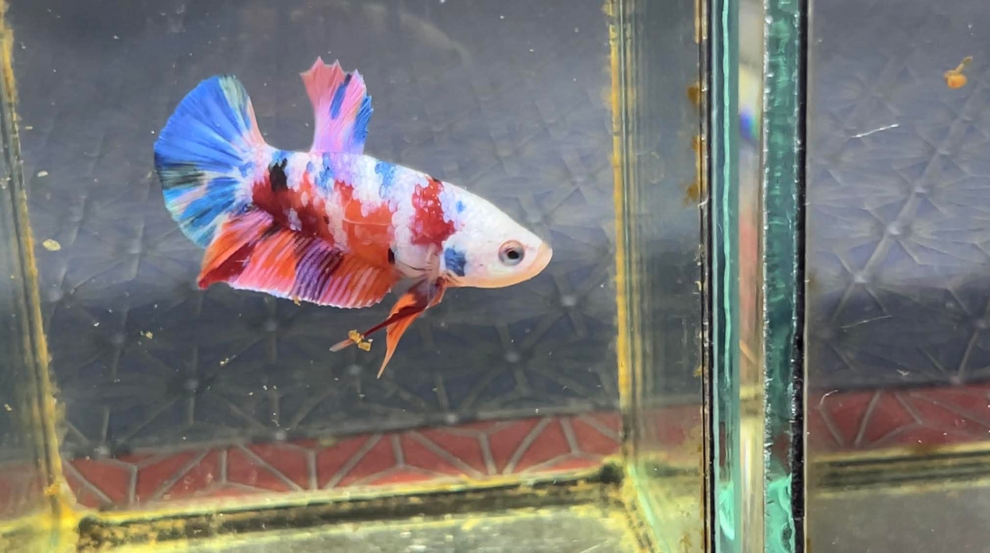 betta1226