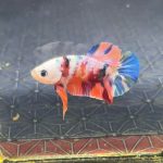 betta1226