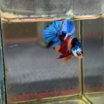 betta1225