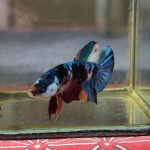 betta1225