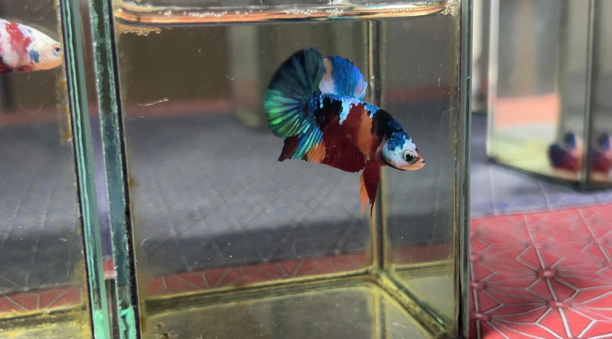 betta1225