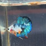 betta1224