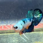 betta1224