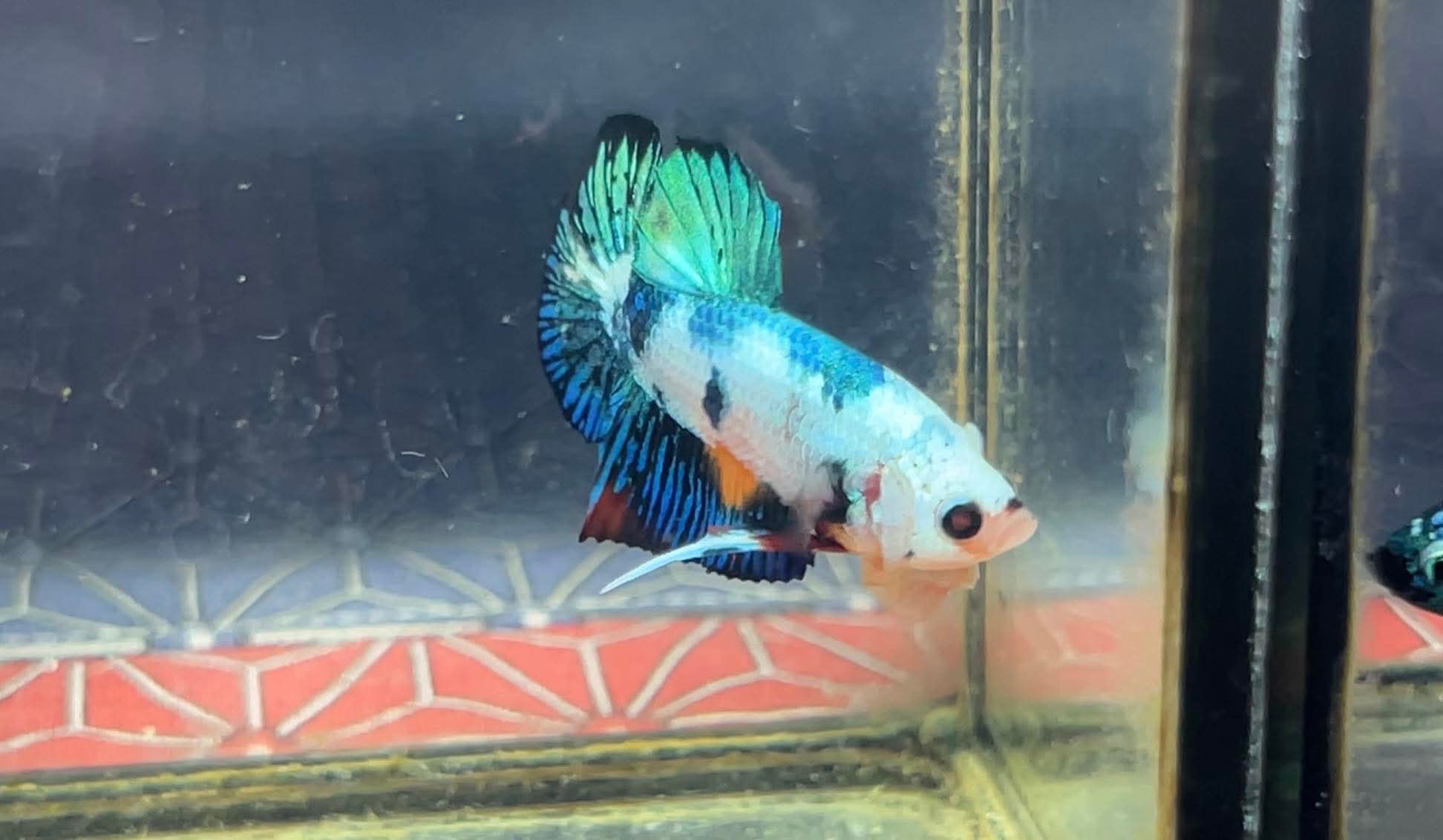 betta1224