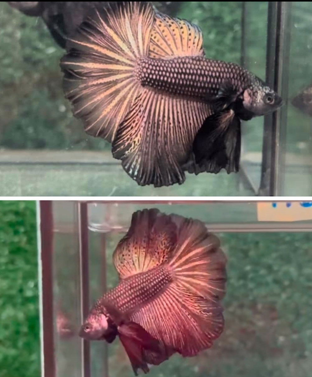 betta1229
