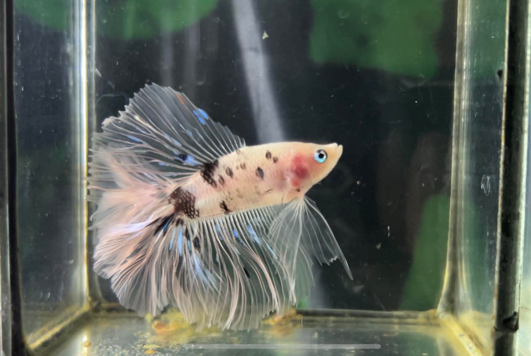 betta1238
